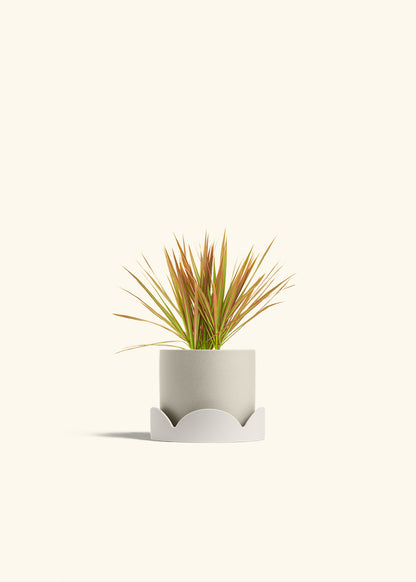 Bicolor Dragon Tree in a 4 inches Oat Classic Cylinder Planter in a Oat Petal Drip Tray