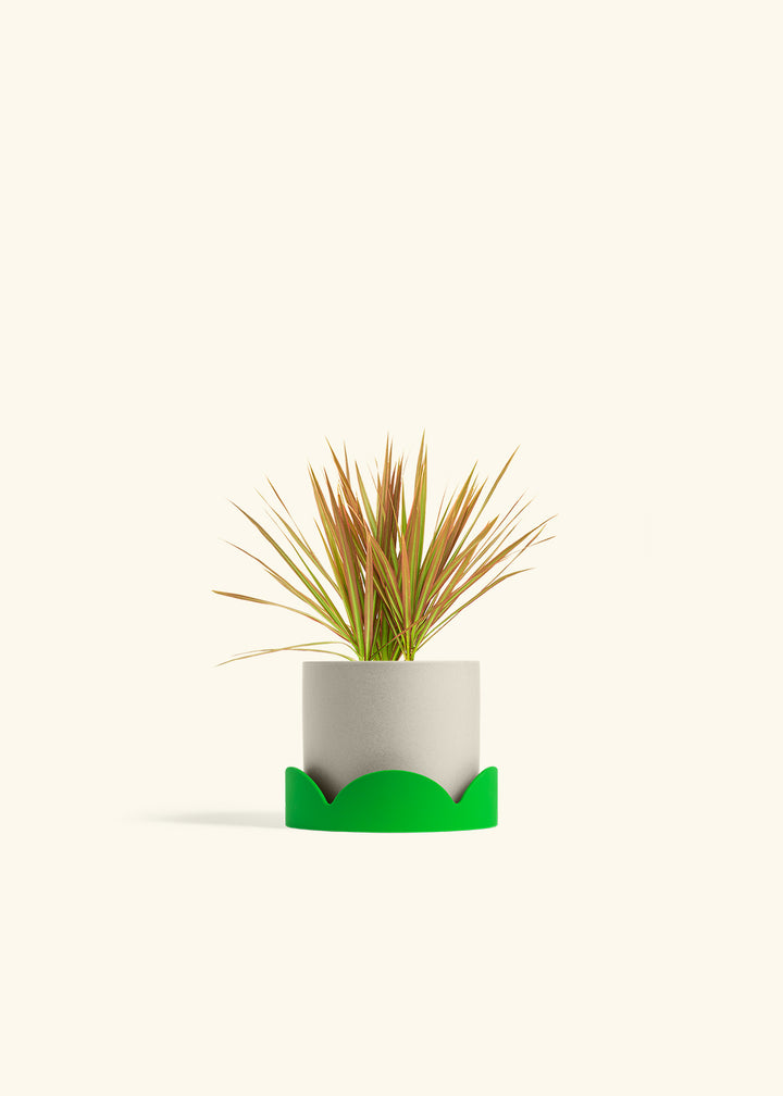 Bicolor Dragon Tree in a 4 inches Oat Classic Cylinder Planter in a Shamrock Petal Drip Tray