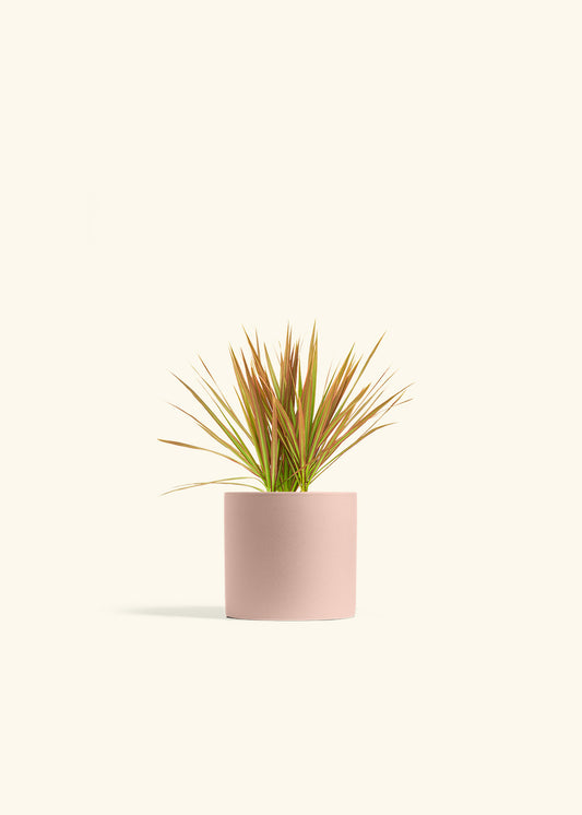 Bicolor Dragon Tree in a 4 inches White Classic Cylinder Planter in a Beech Wood Stand