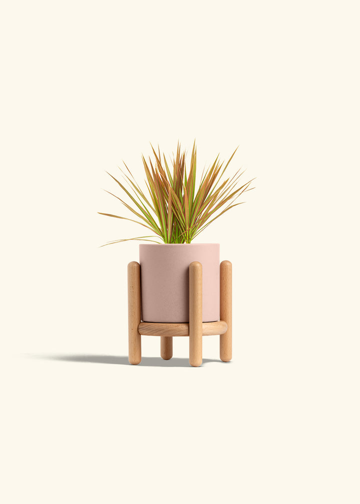 Bicolor Dragon Tree in a 4 inches Pink Classic Cylinder Planter in a Beech Wood Stand