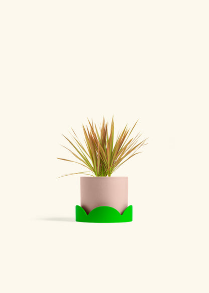 Bicolor Dragon Tree in a 4 inches Pink Classic Cylinder Planter 