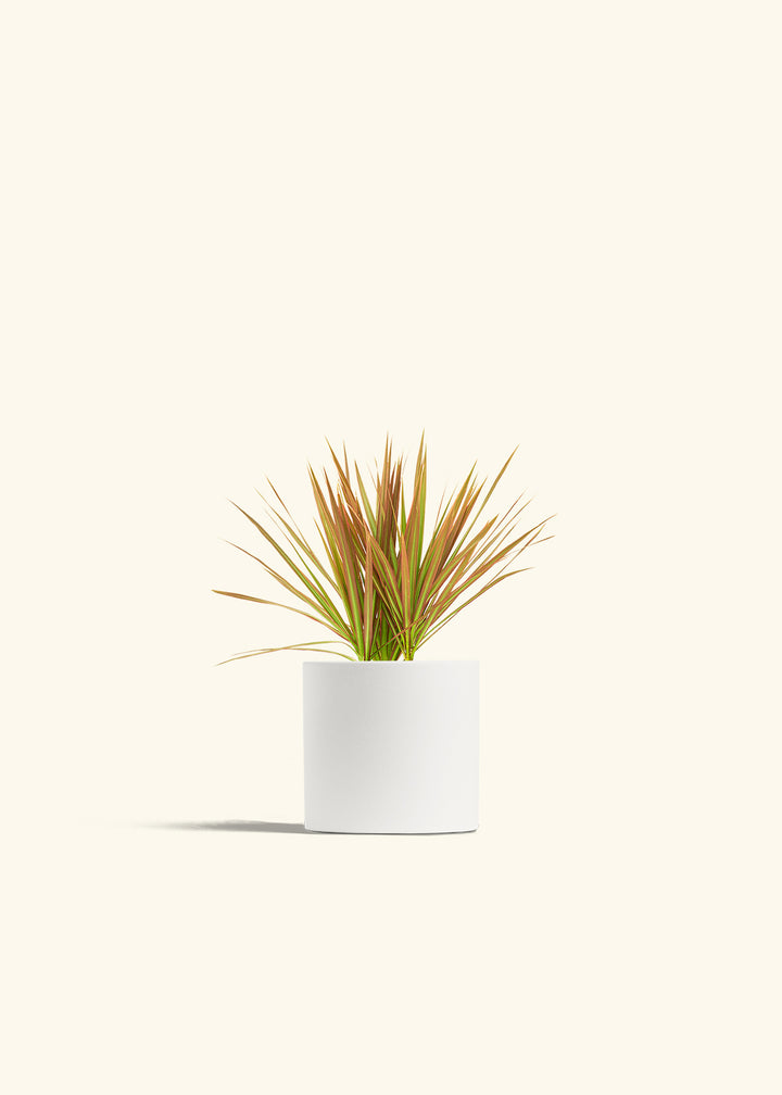 Bicolor Dragon Tree in a 4 inches White Classic Cylinder Planter 