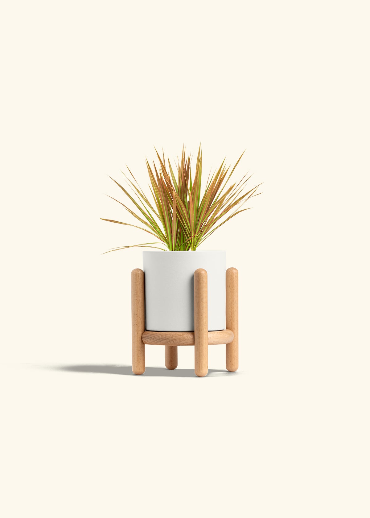 Bicolor Dragon Tree in a 4 inches Charcoal Classic Cylinder Planter in a Oat Petal Drip Tray