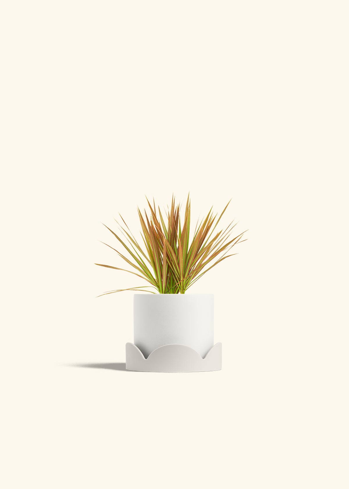 Bicolor Dragon Tree in a 4 inches White Classic Cylinder Planter in a Oat Petal Drip Tray