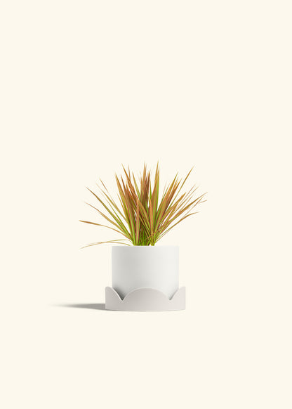 Bicolor Dragon Tree in a 4 inches White Classic Cylinder Planter in a Oat Petal Drip Tray