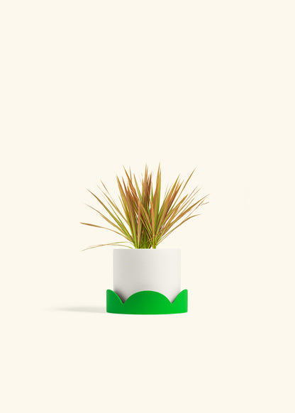 Bicolor Dragon Tree in a 4 inches White Classic Cylinder Planter in a Shamrock Petal Drip Tray