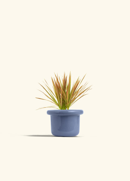 Bicolor Dragon Tree in a 4 inches Fat Lip Blue Planter 