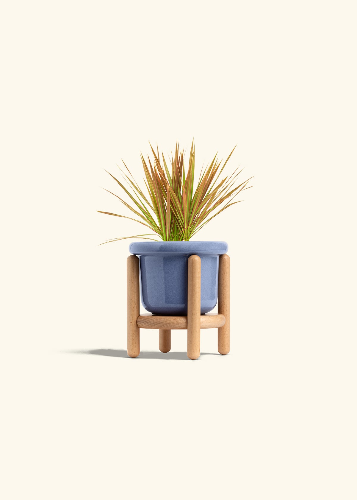 Bicolor Dragon Tree in a 4 inches Fat Lip Blue Planter in a Beech Wood Stand