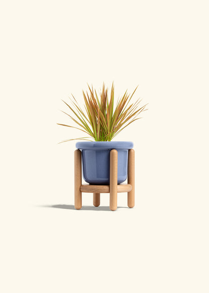 Bicolor Dragon Tree in a 4 inches Fat Lip Blue Planter in a Beech Wood Stand