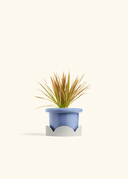 Bicolor Dragon Tree in a 4 inches Fat Lip Blue Planter in a Oat Petal Drip Tray