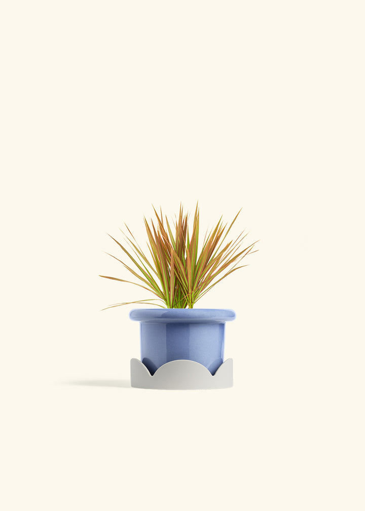 Bicolor Dragon Tree in a 4 inches Fat Lip Blue Planter in a Oat Petal Drip Tray