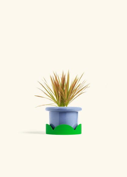 Bicolor Dragon Tree in a 4 inches Fat Lip Blue Planter in a Shamrock Petal Drip Tray