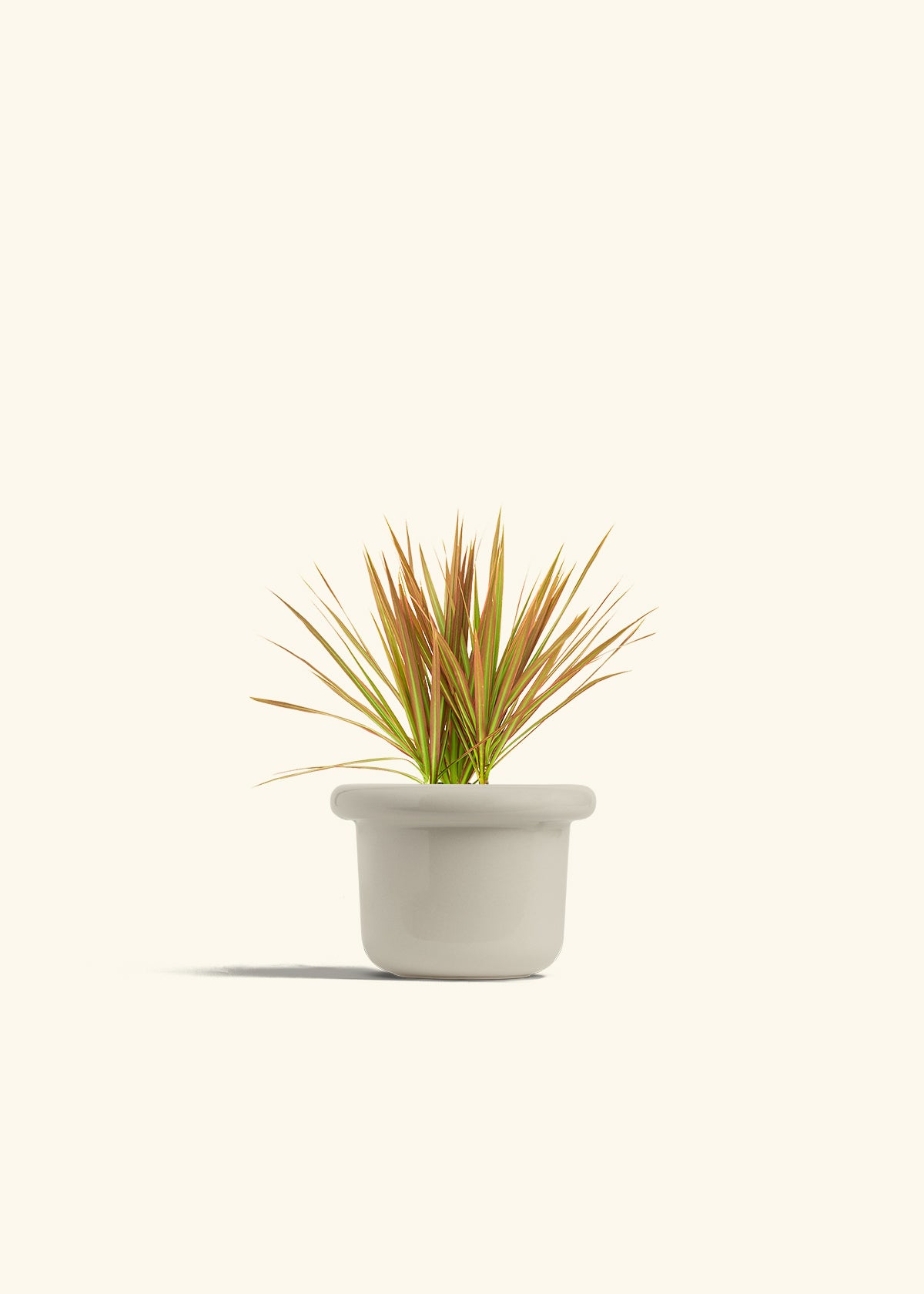 Bicolor Dragon Tree in a 4 inches Fat Lip Oat Planter 