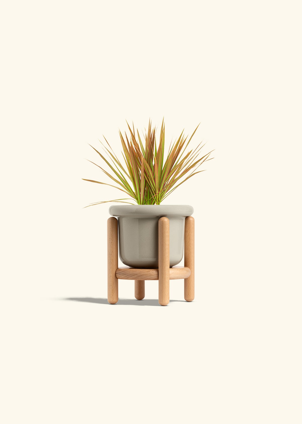 Bicolor Dragon Tree in a 4 inches Fat Lip Oat Planter in a Beech Wood Stand