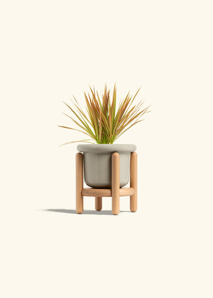 Bicolor Dragon Tree in a 4 inches Fat Lip Oat Planter in a Beech Wood Stand
