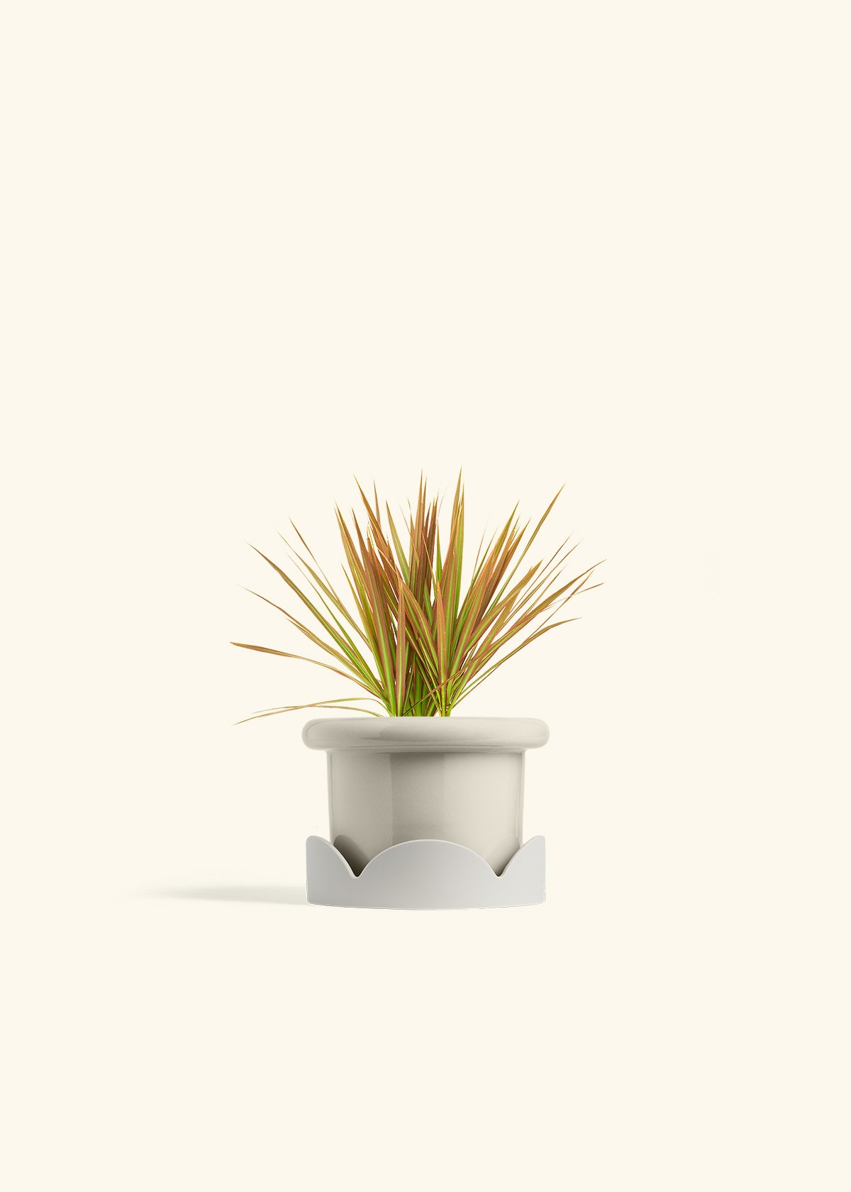 Bicolor Dragon Tree in a 4 inches Fat Lip Oat Planter in a Oat Petal Drip Tray