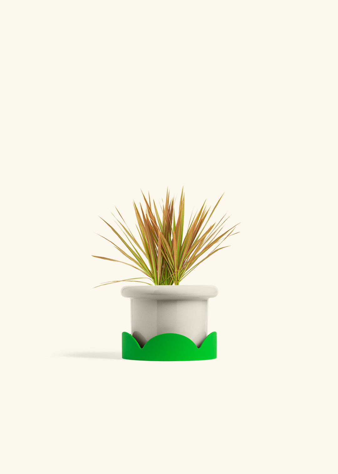 Bicolor Dragon Tree in a 4 inches Fat Lip Oat Planter in a Shamrock Petal Drip Tray