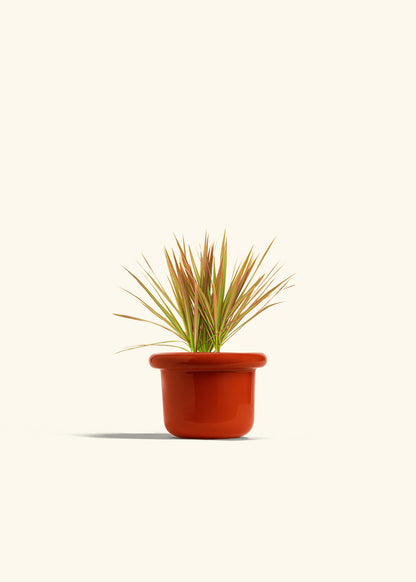 Bicolor Dragon Tree in a 4 inches Fat Lip Red Planter 