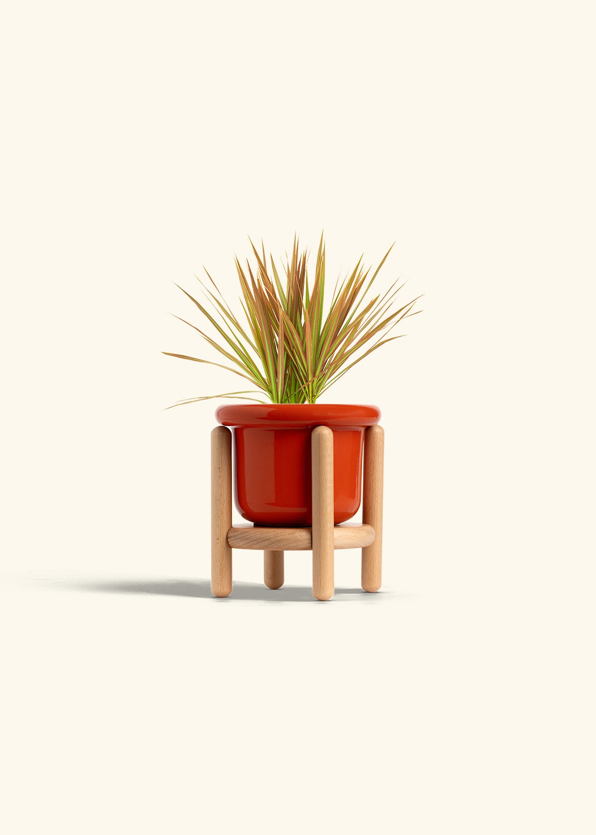 Bicolor Dragon Tree in a 4 inches Fat Lip Red Planter in a Beech Wood Stand