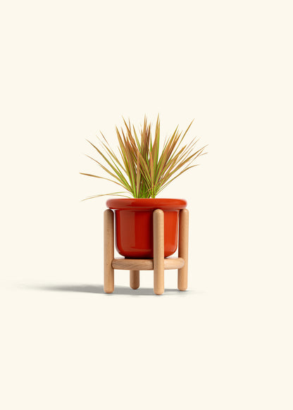 Bicolor Dragon Tree in a 4 inches Fat Lip Red Planter in a Beech Wood Stand