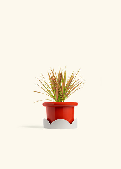 Bicolor Dragon Tree in a 4 inches Fat Lip Red Planter in a Oat Petal Drip Tray