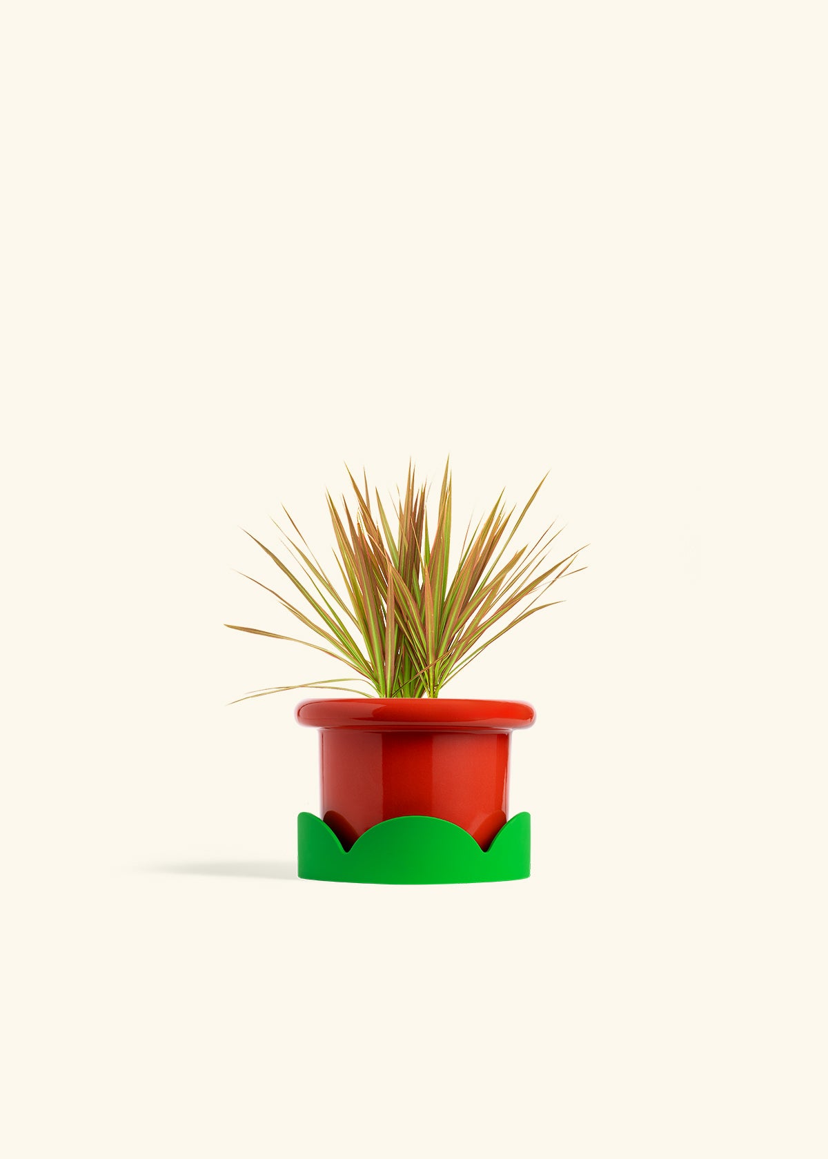 Bicolor Dragon Tree in a 4 inches Fat Lip Red Planter in a Shamrock Petal Drip Tray