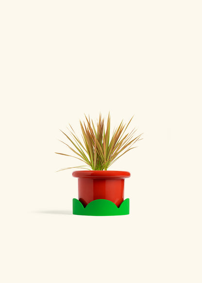Bicolor Dragon Tree in a 4 inches Fat Lip Red Planter in a Shamrock Petal Drip Tray