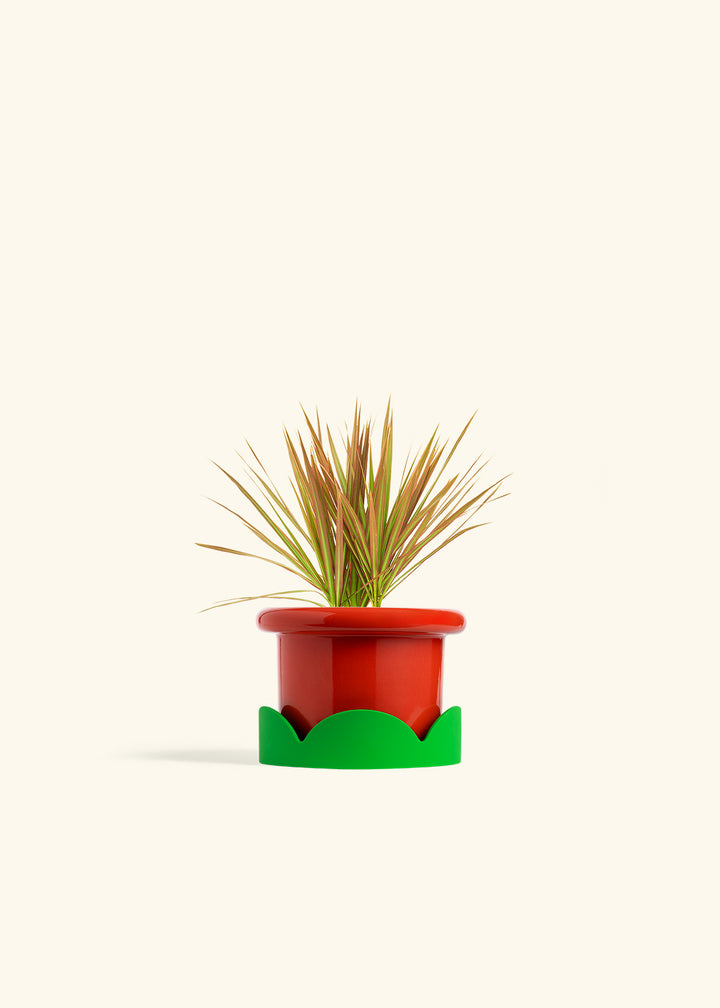 Bicolor Dragon Tree in a 4 inches Fat Lip Red Planter in a Shamrock Petal Drip Tray