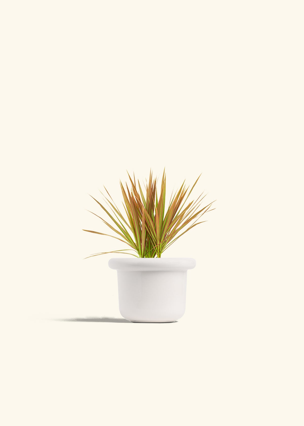Bicolor Dragon Tree in a 4 inches Fat Lip White Planter 