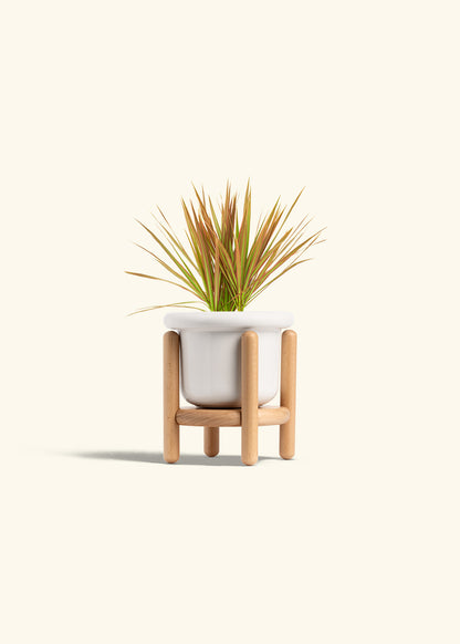 Bicolor Dragon Tree in a 4 inches Fat Lip White Planter in a Beech Wood Stand