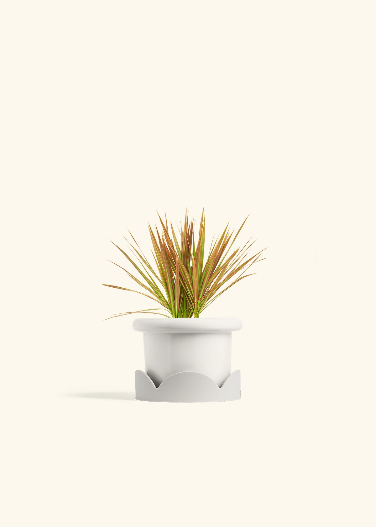 Bicolor Dragon Tree in a 4 inches Fat Lip White Planter in a Oat Petal Drip Tray