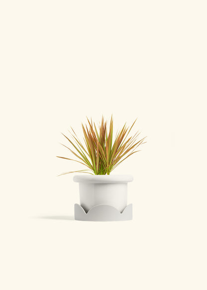 Bicolor Dragon Tree in a 4 inches Fat Lip White Planter in a Oat Petal Drip Tray