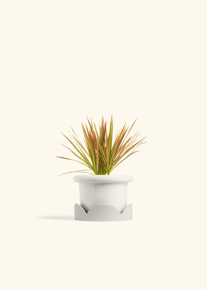 Bicolor Dragon Tree in a 4 inches Fat Lip White Planter in a Oat Petal Drip Tray
