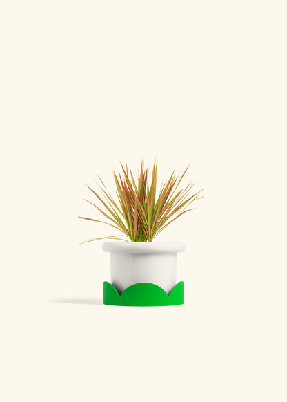Bicolor Dragon Tree in a 4 inches Fat Lip White Planter in a Shamrock Petal Drip Tray