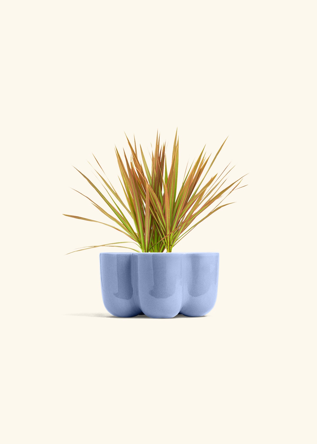 Bicolor Dragon Tree in a 4 inches in a Blue Petal Planter