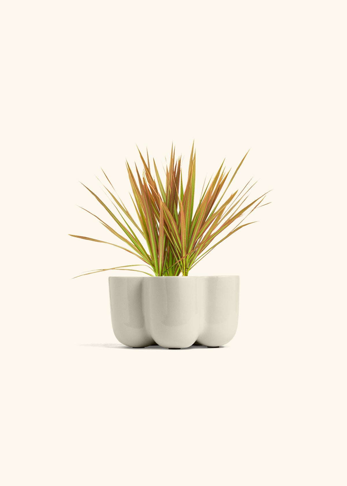 Bicolor Dragon Tree in a 4 inches in a Oat Petal Planter