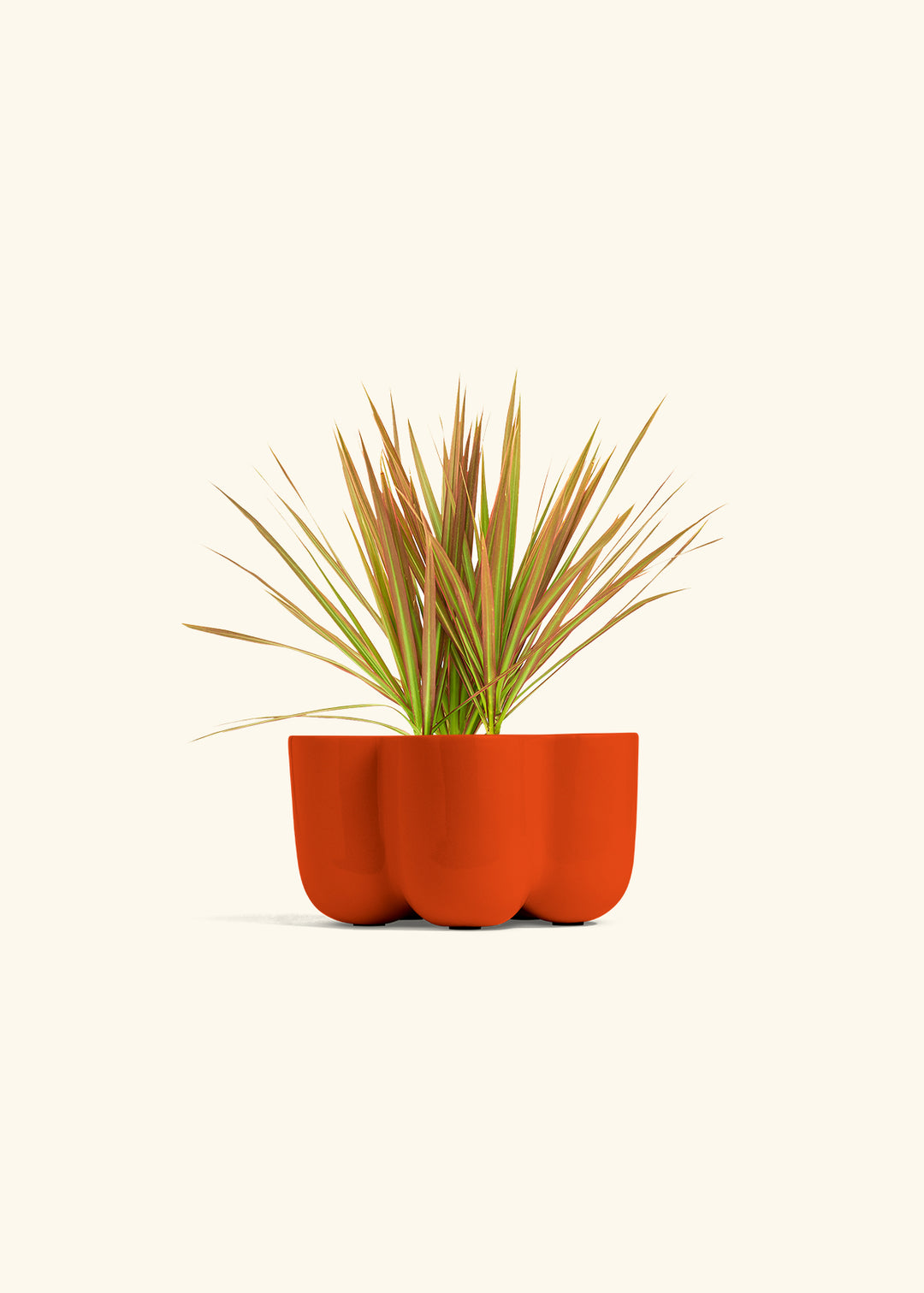 Bicolor Dragon Tree in a 4 inches in a Red Petal Planter