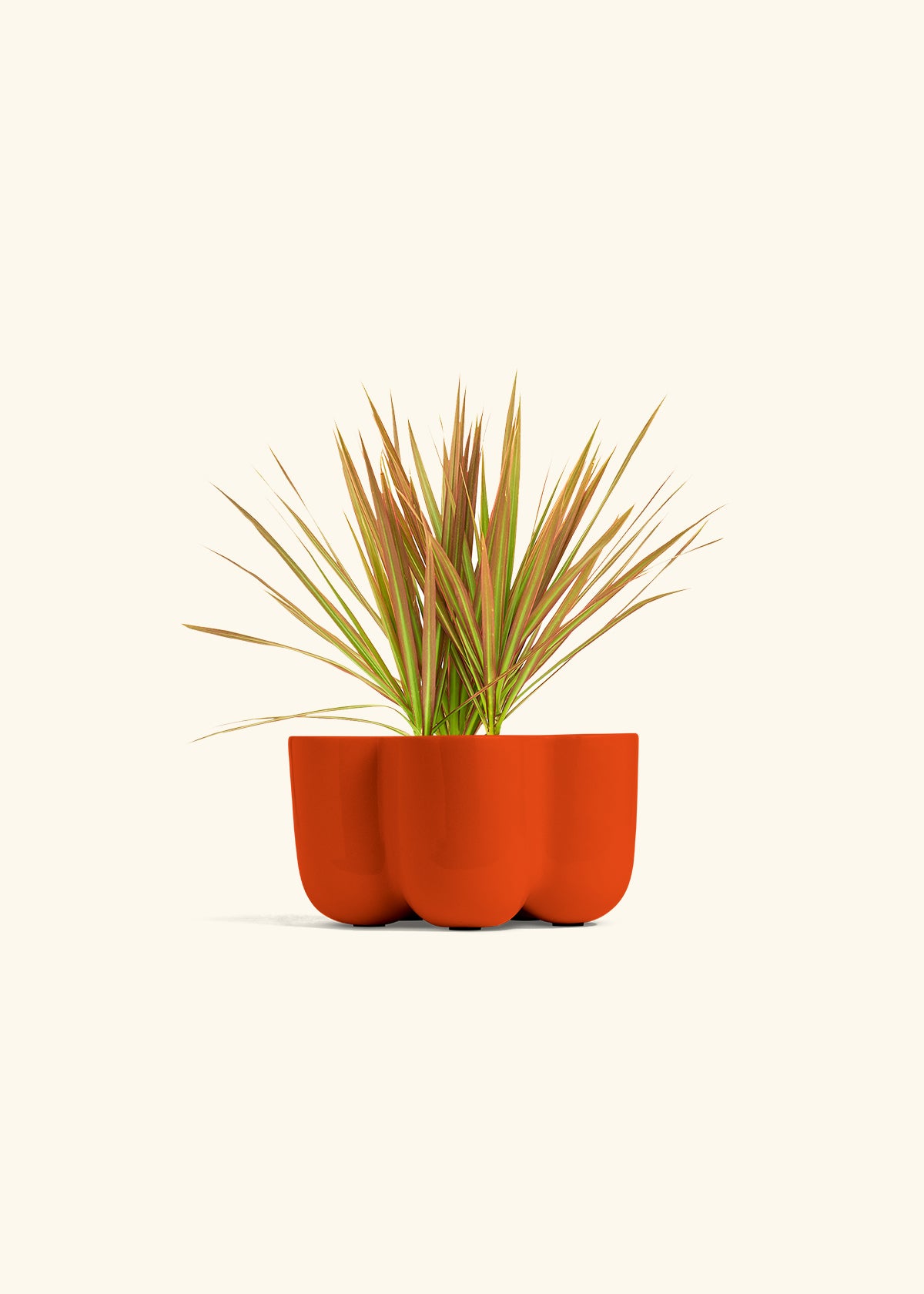 Bicolor Dragon Tree in a 4 inches in a Red Petal Planter