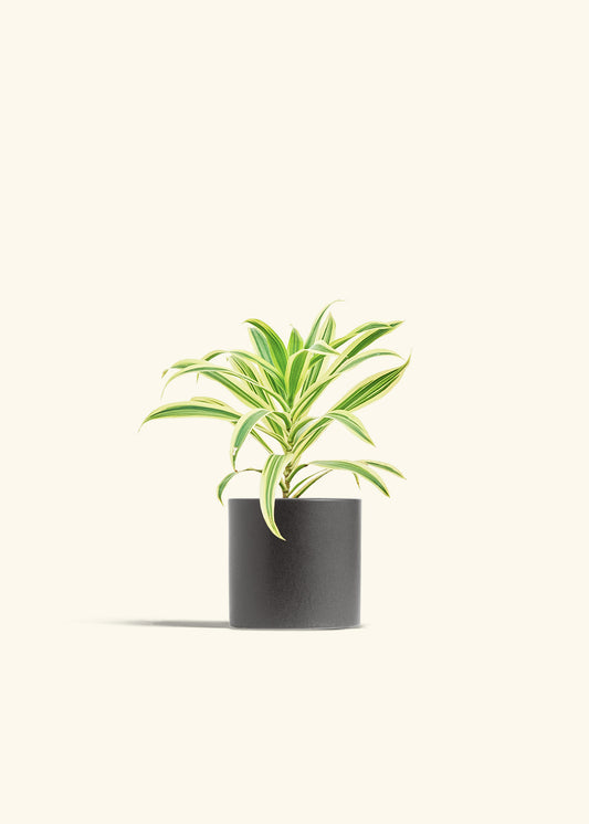 Dracaena Song of India in a 4 inches Oat Classic Cylinder Planter 