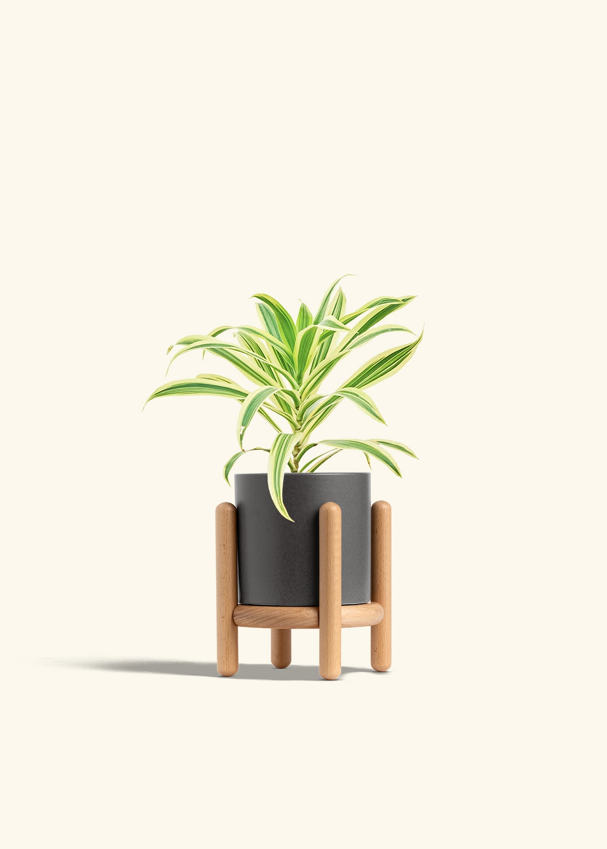 Dracaena Song of India in a 4 inches Oat Classic Cylinder Planter in a Beech Wood Stand