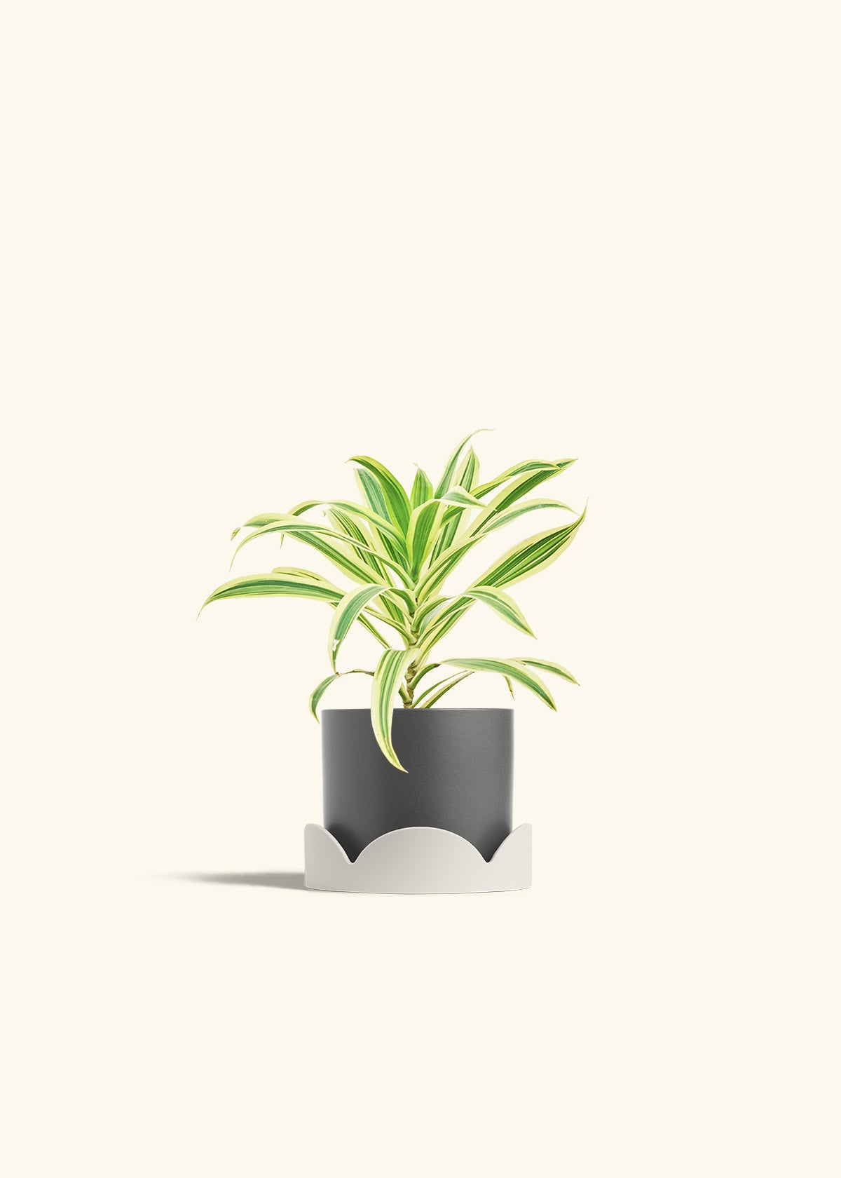 indoor plants amazon india Song of India Plant (Dracaena reflexa) – Hey Rooted