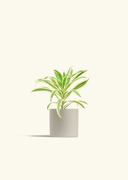 Dracaena Song of India in a 4 inches Charcoal Classic Cylinder Planter in a Oat Petal Drip Tray