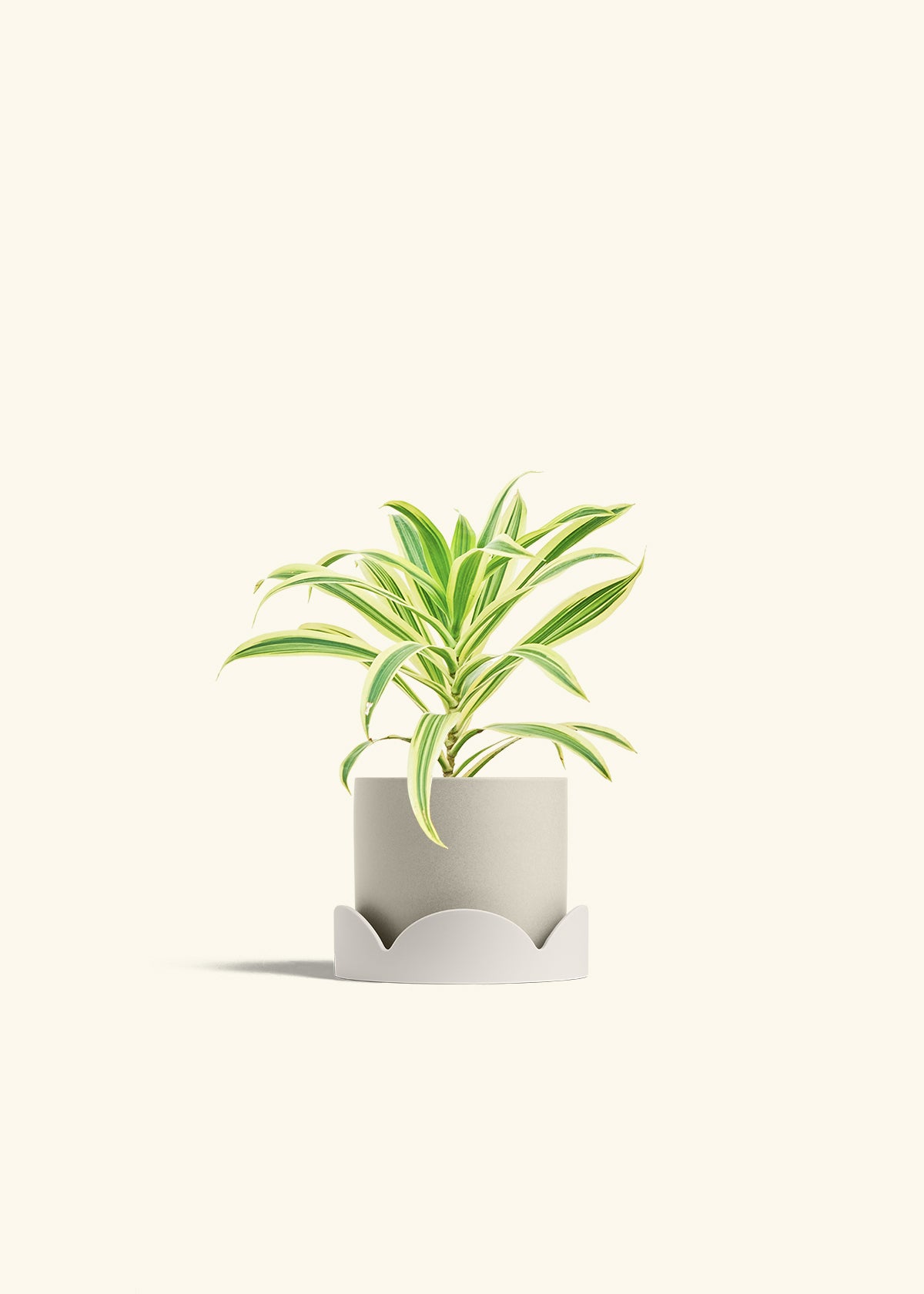 Dracaena Song of India in a 4 inches Charcoal Classic Cylinder Planter in a Shamrock Petal Drip Tray