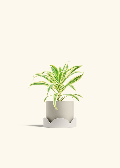 Dracaena Song of India in a 4 inches Charcoal Classic Cylinder Planter in a Shamrock Petal Drip Tray