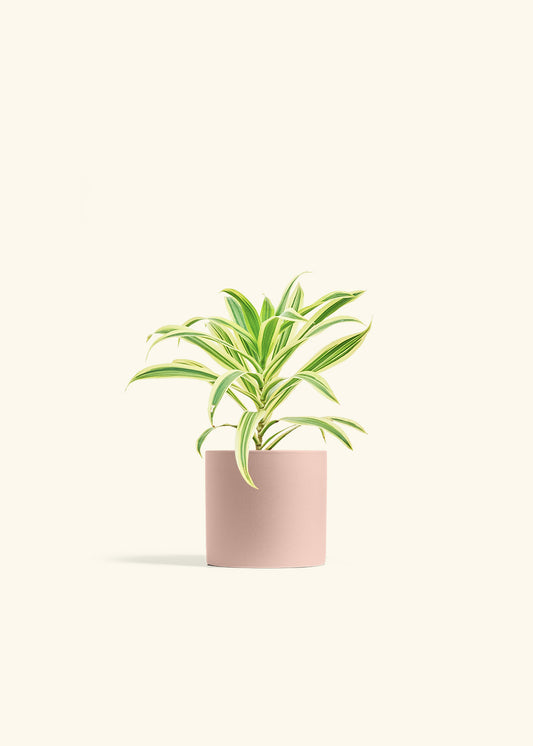 Dracaena Song of India in a 4 inches Pink Classic Cylinder Planter 