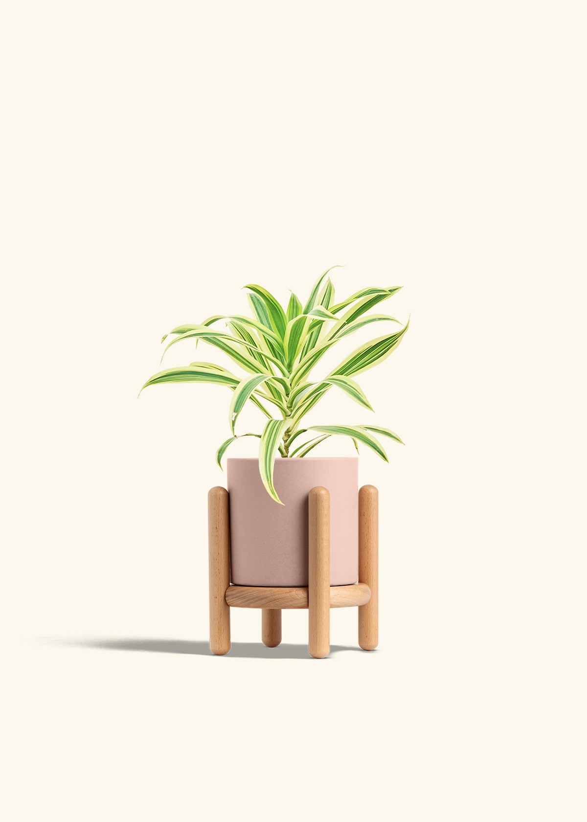 Dracaena Song of India in a 4 inches Pink Classic Cylinder Planter in a Beech Wood Stand