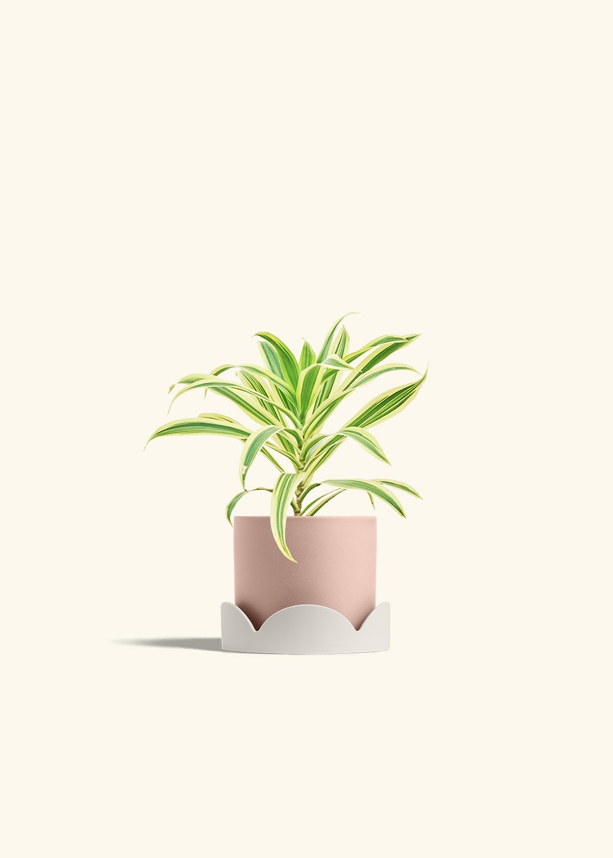 Dracaena Song of India in a 4 inches Pink Classic Cylinder Planter in a Oat Petal Drip Tray