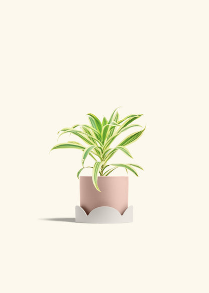 Dracaena Song of India in a 4 inches Pink Classic Cylinder Planter in a Oat Petal Drip Tray