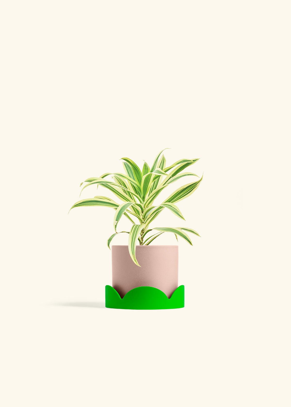 Dracaena Song of India in a 4 inches Pink Classic Cylinder Planter in a Shamrock Petal Drip Tray