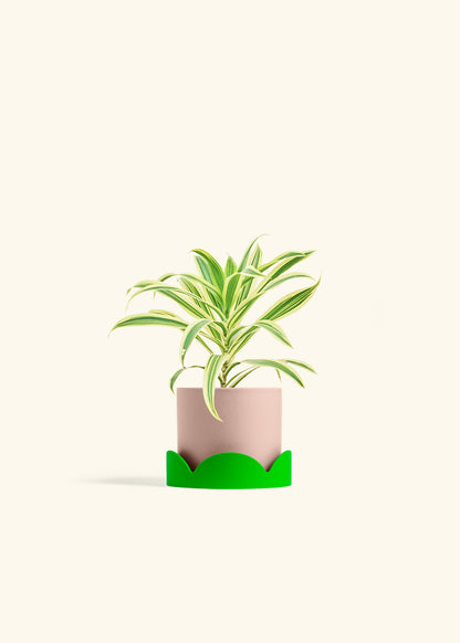 Dracaena Song of India in a 4 inches Pink Classic Cylinder Planter in a Shamrock Petal Drip Tray